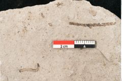 Foto (Detailansicht) von Glyptostrobus europaeus Brongniart (NHMW-GEO-2024-0188-6757)
